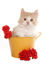 German Longhair kitten