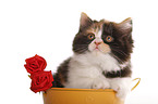 German Longhair kitten