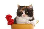 German Longhair kitten