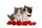 German Longhair kitten