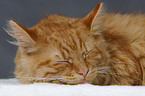 German Longhair