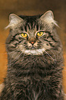 German Longhair portrait