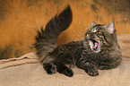 lying German Longhair