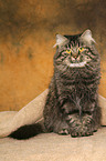 sitting German Longhair