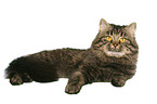 lying German Longhair