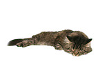 lying German Longhair