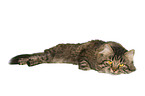 lying German Longhair