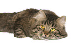 lying German Longhair
