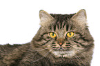 German Longhair portrait