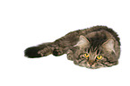 lying German Longhairir