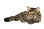 lying German Longhair