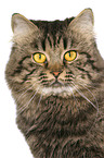 German Longhair portrait