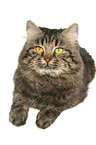 lying German Longhair