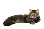 lying German Longhair