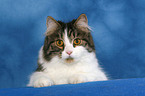 German Longhair portrait