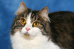 German Longhair portrait