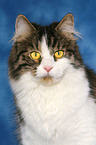 German Longhair portrait