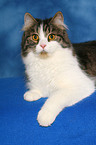 lying German Longhair