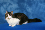 lying German Longhair