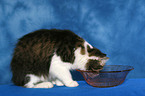 drinking German Longhair