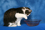 playing German Longhair