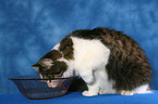 drinking German Longhair