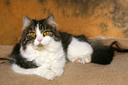 lying German Longhair