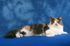 lying German Longhair