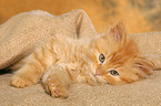 German Longhair kitten