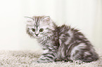 German Longhair Kitten
