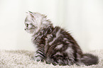 German Longhair Kitten