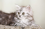 German Longhair Kitten