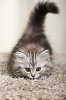 German Longhair Kitten