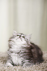 German Longhair Kitten