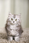 German Longhair Kitten