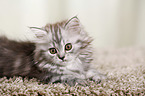 German Longhair Kitten