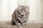German Longhair Kitten