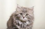 German Longhair Kitten