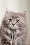 German Longhair Kitten