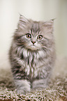 German Longhair Kitten