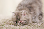 German Longhair Kitten