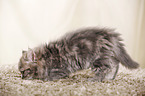 German Longhair Kitten