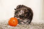 German Longhair Kitten