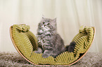 German Longhair Kitten