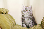 German Longhair Kitten