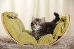 German Longhair Kitten