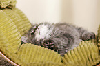 German Longhair Kitten