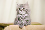 German Longhair Kitten