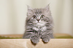German Longhair Kitten