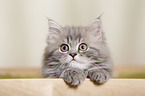 German Longhair Kitten